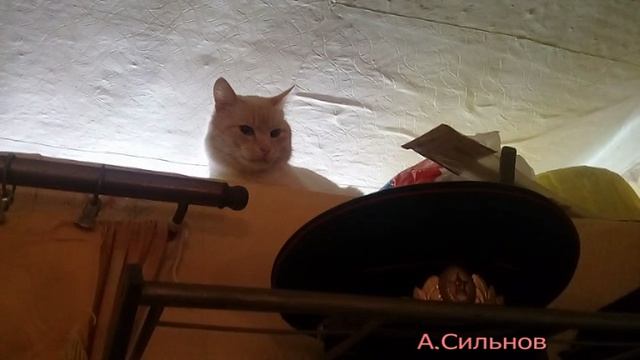 Кот Борька и Сильновы.