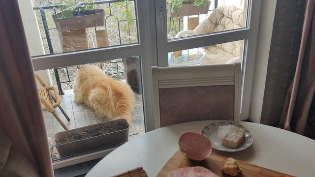 Гуляю с собакой на море// Едем в Храм