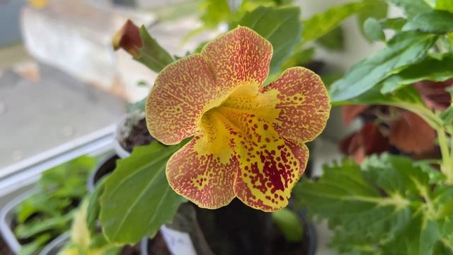 Желтый мимулюс зацвел!!! 20.04.26