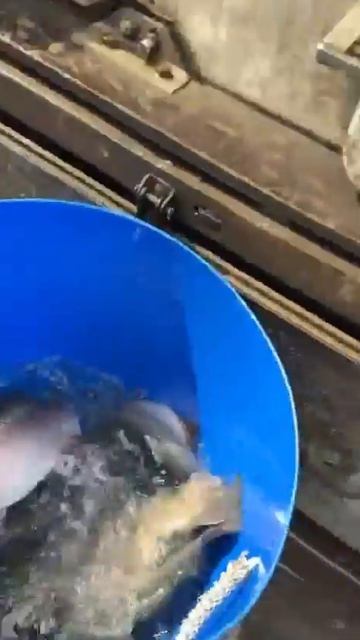 21.04 Приняли форель.