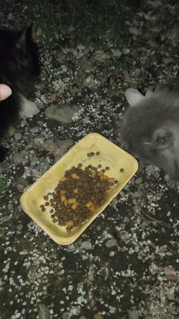 Красавицы, как всегда, меня ждали. Они знают, что обязательно будут вкусняшки.