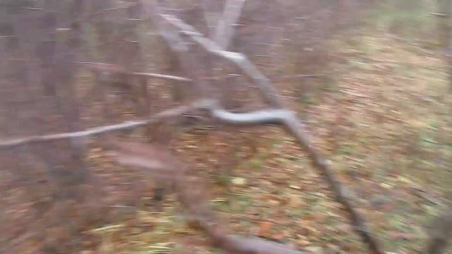 Обрезка сливы в декабре. КАК ОБРЕЗАТЬ, ЕСЛИ СЛИВА ГОНИТ ВВЕРХ. #ВиталийОрех #Виталий7соток