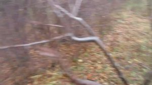 Обрезка сливы в декабре. КАК ОБРЕЗАТЬ, ЕСЛИ СЛИВА ГОНИТ ВВЕРХ. #ВиталийОрех #Виталий7соток