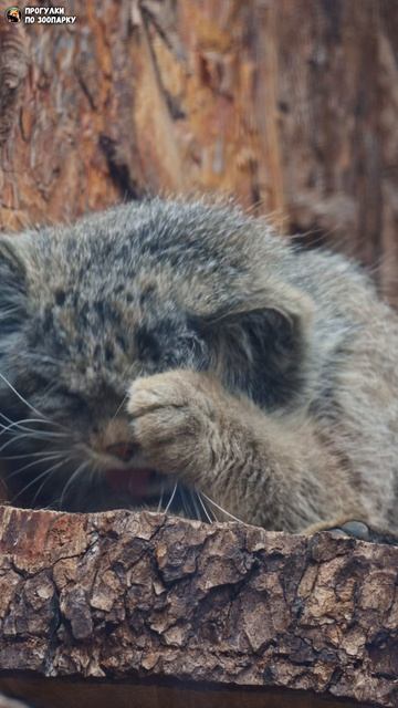 Манул Шу зевнул и почесался. Ленинградский зоопарк