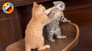 Смешные Кошки-Коты  😸Лучшие приколы с кошками и Животными😸 СОБАКИ😸 Животные- Смешные видео!