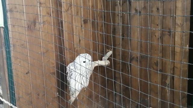 12.10.2025. Зеленоградск. Музей сов.