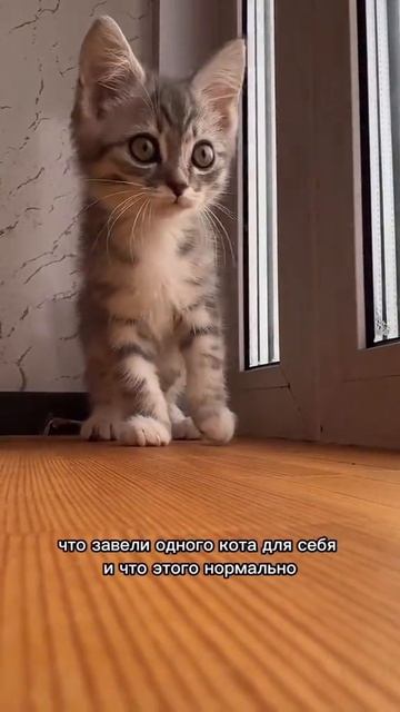 Купи кота коту.