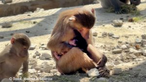 Изя поругалась с Истеритой, Мигель поругался с Изей, а та натравила на нас Пэдро! Малыши на мамках.
