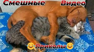 Смешные видео|Кошки и Собаки
