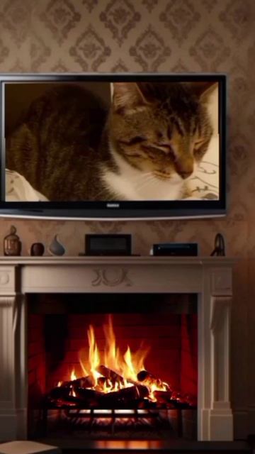 Лакушонок
дети#детскоерадио #детсво #сказки_на_ночь #сон #kleoss_zero #детишки #годиксыну #позновате