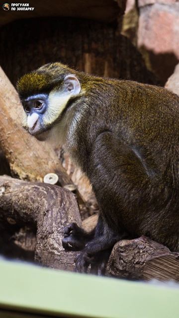 Мартышка Шмидта о чем-то задумалась. Ленинградский зоопарк