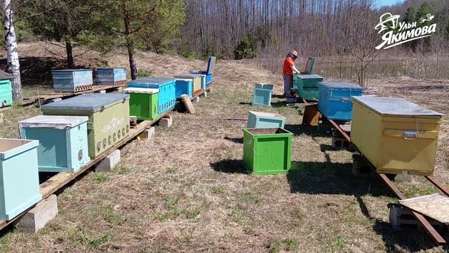 Пересаживаю пчёл в ульи-лежаки и перевожу с 300 на 460 рамки