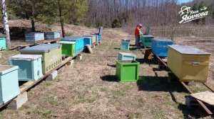 Пересаживаю пчёл в ульи-лежаки и перевожу с 300 на 460 рамки