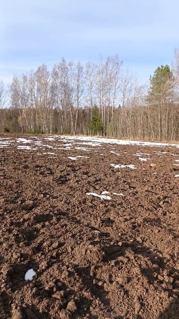 Вышли на пашню #shorts #коп2026 #metaldetecting #металлоискатель #старина