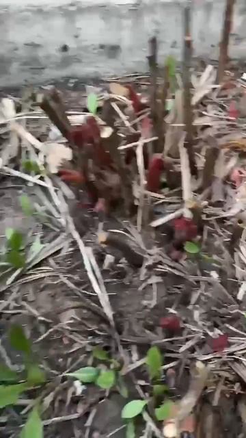 Пионам нужен Азот