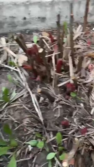 Пионам нужен Азот