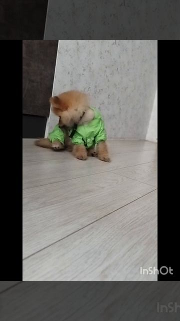 Кот и собака.