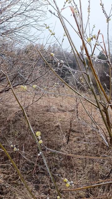 Причуды погоды