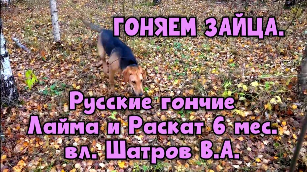 ГОНЯЕМ ЗАЙЦА .  Русские гончие Лайма и Раскат 6 мес.  вл. Шатров В.А.#охота #топ #hunting