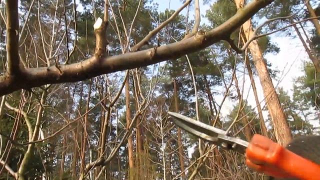 Обрезка сливы.  ПРОСТОЙ СПОСОБ СДЕРЖИВАТЬ ВЫСОТУ 10лет подряд. #ВиталийОрех #Виталий7соток