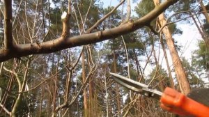 Обрезка сливы.  ПРОСТОЙ СПОСОБ СДЕРЖИВАТЬ ВЫСОТУ 10лет подряд. #ВиталийОрех #Виталий7соток