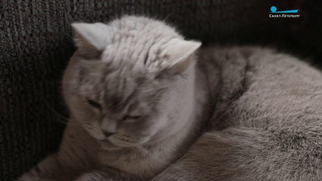 «У меня сразу появилось много кошко-родственников»: очаровательная хвостатая банда Евгении Игумновой