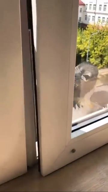 1000012313.mp4 С ДОБРЫМ УТРОМ