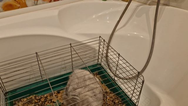 ДР БАФФИ (Родился 8 апреля)