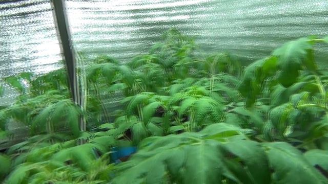 Рассада томатов в системе освещения LedGreen Box