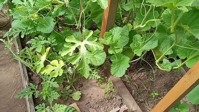 Как вырастить арбузы в теплице без заморочек