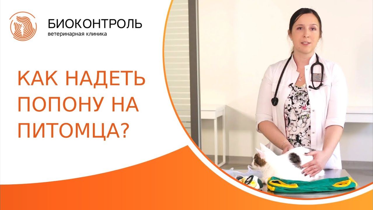 Как правильно надеть послеоперационную попону кошке? Как надеть попону на кошку. Биоконтроль. 18+