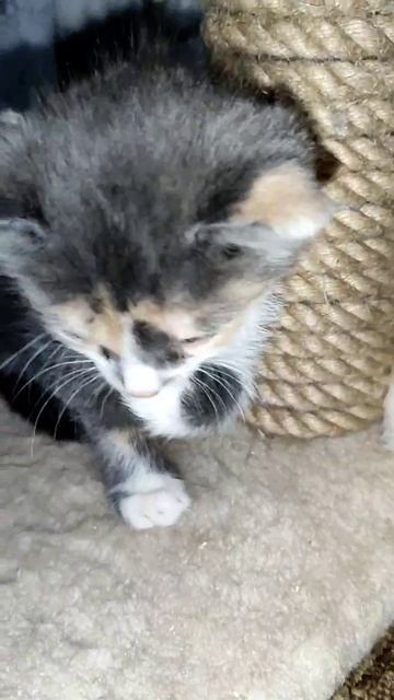 Носики курносики 😍 ищут добрые и любящие семьи🙏  Беременную кошку спасли от стаи злых собак, т.к.