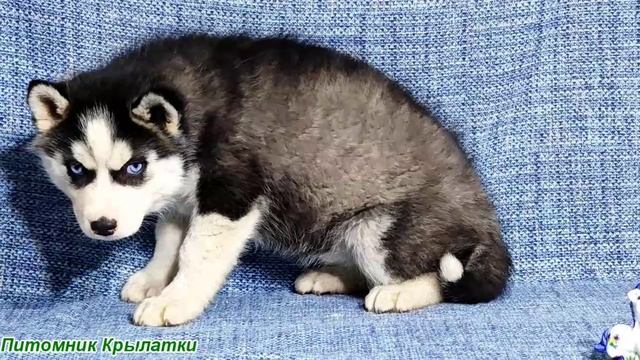 Предлагаем голубоглазую, черно-белую, девочку щенка хаски, родилась 6 марта 2026 года
