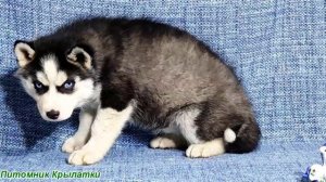 Предлагаем голубоглазую, черно-белую, девочку щенка хаски, родилась 6 марта 2026 года