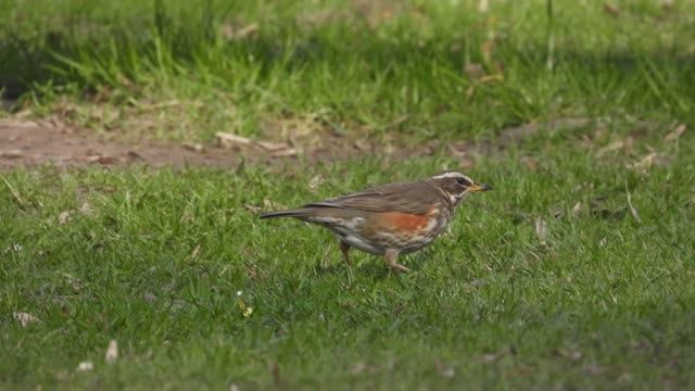 Птицы в Великом Новгороде, Дрозд Белобровик, наблюдение птиц, 21 апреля 2026