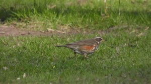 Птицы в Великом Новгороде, Дрозд Белобровик, наблюдение птиц, 21 апреля 2026