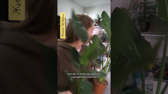 Асплениум Джиоя, Стрелиция Регина и Замиокулькас Лима