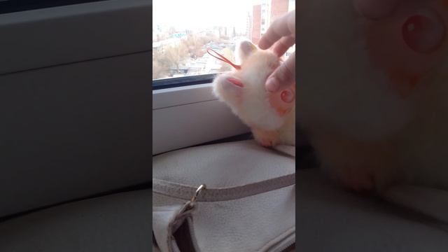 мультик первая часть 1