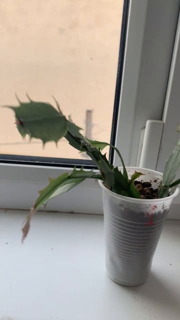 Декабристы Цветут!