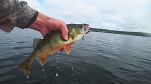 Рыбалка на озере. Ловим окуня.