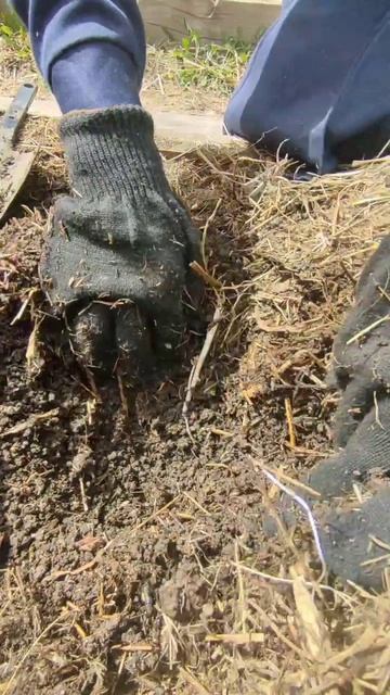 Чернозем на грядках