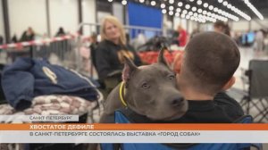 В Санкт-Петербурге состоялась выставка «Город собак»