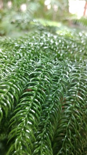 Ботанический сад часть 2