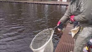 Очень хорошо отрабатывают приманки в форме стика. Рыбалка на спорт зоне. Клёвое место лосиный остров