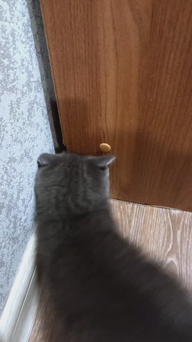 Для хорошего настроения! Кошки-мышки-игрушки