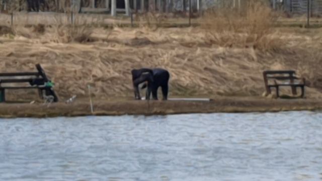 поимка форели на фидер