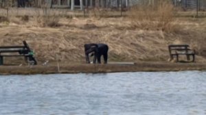 поимка форели на фидер