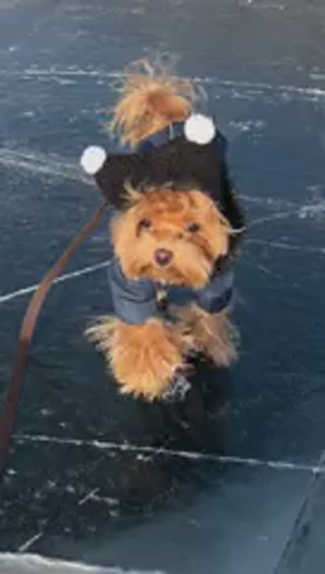 Чистое счастье на чистом льду. Ричи на Байкале 💙✨