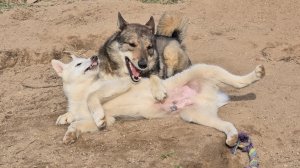 Все на песке