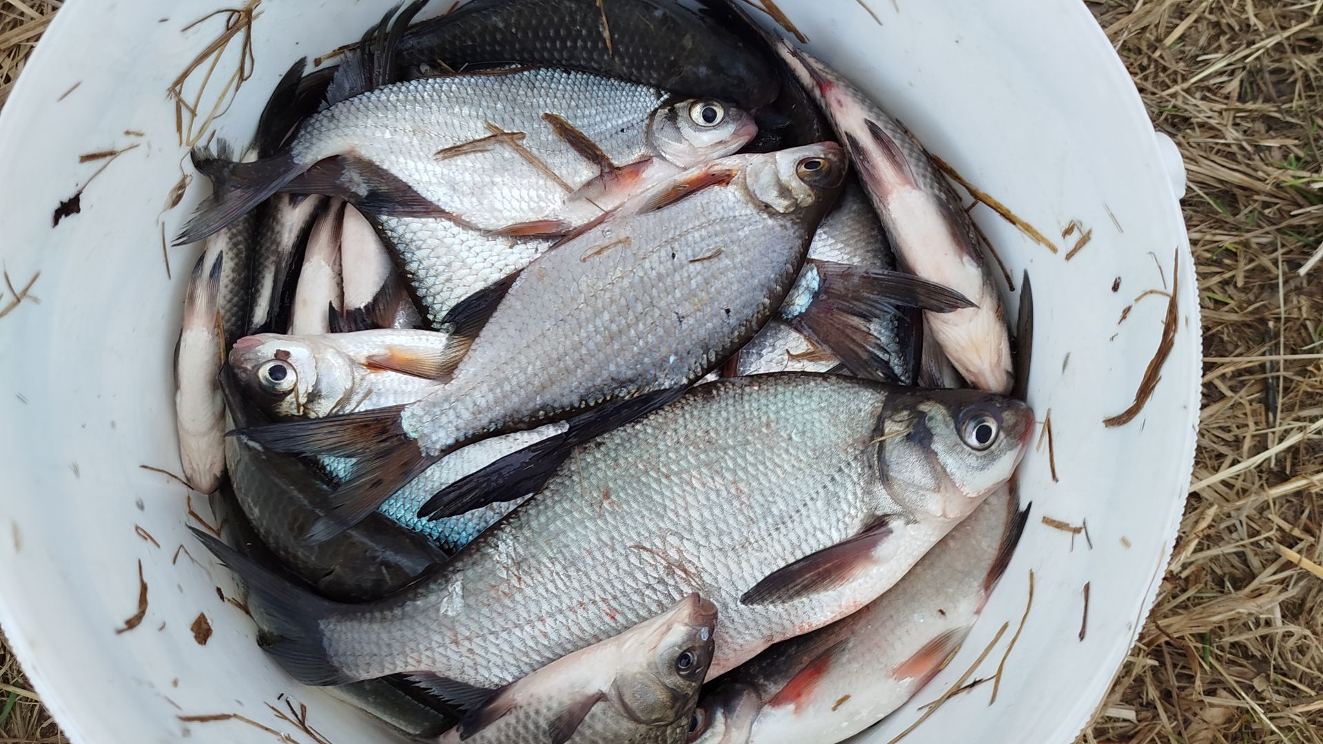 Рыбалка на р. Урень, главное хорошо прикормить рыбку.